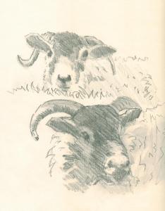 Sheep with horns sketch